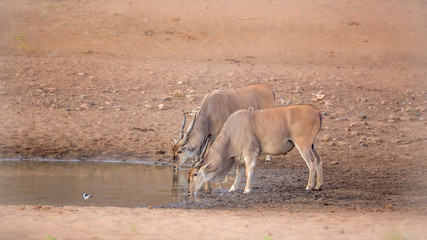 Two Common elands drinking in waterhole in Kruger National park, South Africa ; Specie Taurotragus...