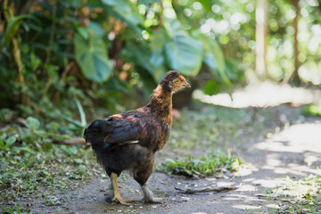 Close up of a brown young Bantam chicken in a backyard garden. 