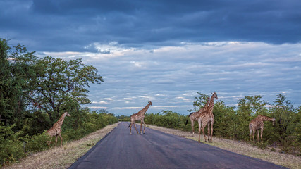 Giraffe in Kruger National park, South Africa © PACO COMO