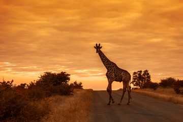 Giraffe in Kruger National park, South Africa