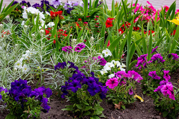 Fototapeta na wymiar Bright colorful petunia flowers flowerbed with green leaves blossoms in the garden in spring and summer season.