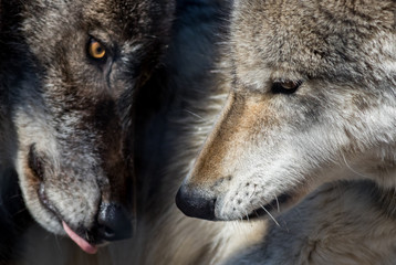 Arctic Wolf pair (Canis lupus arctos) closeup selective focus