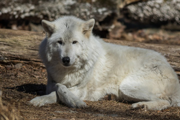 Naklejka na ściany i meble White Arctic Wolf (Canis lupus arctos) relaxed pose in the woods early spring 