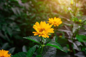 Heliopsis (False Sunflower) flower blossom with green leaves in the garden in spring and summer season