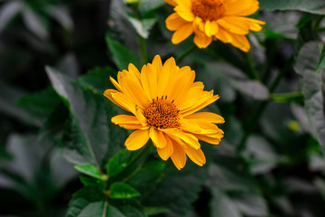 Heliopsis (False Sunflower) flower blossom with green leaves in the garden in spring and summer season