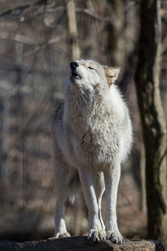 White Arctic Wolf (Canis lupus arctos) howling in the woods early spring portrait