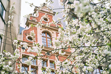 Spring in Brussels, Belgium. Cherry trees blooming on old red brick building background. Vintage...