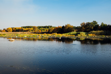 Obraz premium Autumn forest river at sunset. Beautiful nature landscape. Clear blue river with rock stone and plants. Calm river and blue sky. Amazing background with lake and green trees. Swan wild life.