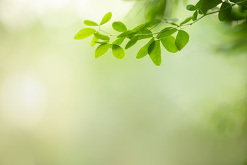 Close up of nature view green leaf on blurred greenery background under sunlight with bokeh and copy space using as background natural plants landscape, ecology wallpaper concept.