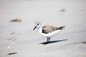 Sanderling (Calidris alba) stands on the bank, Sanibel Island, Florida