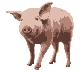 Little pig on white background. Vector illustration.