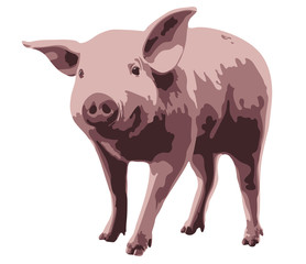 Little pig on white background. Vector illustration.