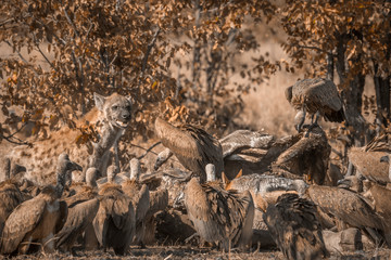 Spotted hyaena sharing giraffe carcass with white-backed vultures in Kruger National park, South...