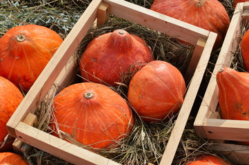 Red kuri squash in crates