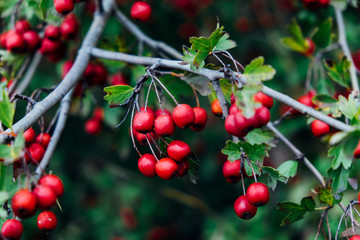 Ripe hawthorn branch in autumn. Red berries guelder-rose in a green garden in summer season. Bush with mature fruits with twigs. Nature outdoor background. Healthy food and herbal drink.