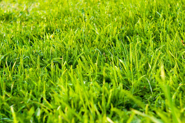 Spring or summer natural abstract background with grass in the garden