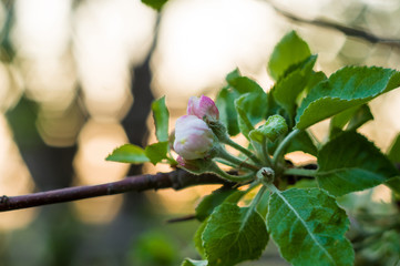 Background of blooming beautiful flowers of apple on a sunny day in early spring close up, soft focus