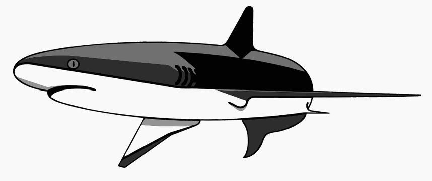 Requin