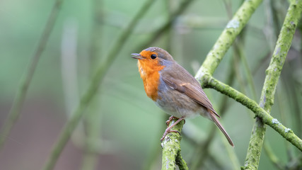 Robin Redbreast Perched in a Tree