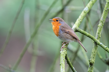 Robin Redbreast Perched in a Tree