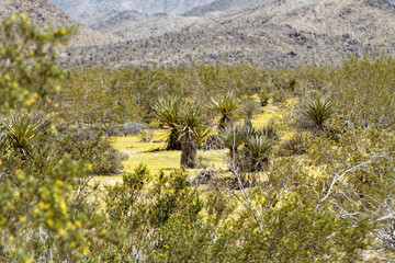 Joshua Trees