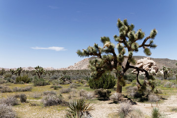Joshua Trees