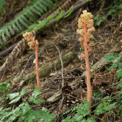 Pinesap (Monotropa hypopithys). Marys Peak National Recreation Area, Oregon