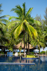 Tropical Resort  swimming pool Palm Trees