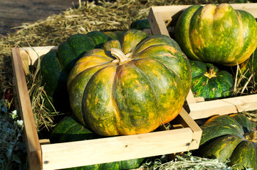 Musquee de Provence pumpkins in crates