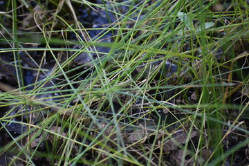 Wetland Grass