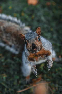 Brown and grey squirrel 