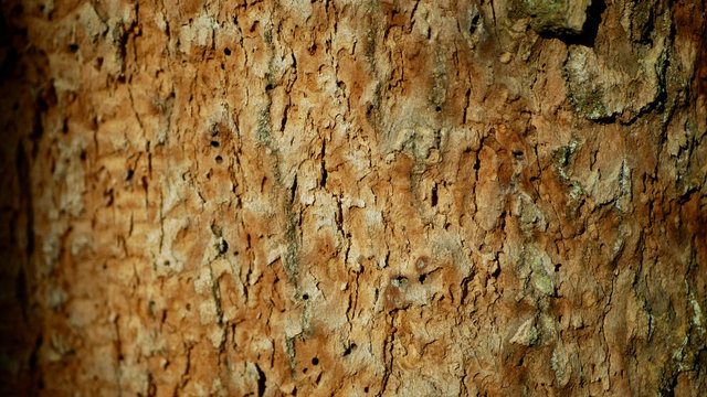 Bark Beetle Pest Deciduous Oak Forests Europe Infested Drought Dry Attacked Xyleborus Monographus Ambrosia, Scolytus Intricatus And Platypus Cylindrus Oak Pinhole Borer, Larvae Burrow