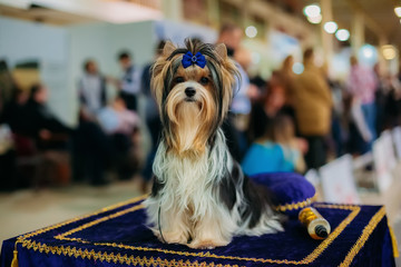 Sitting Biewer Yorkshire terrier with blue bow