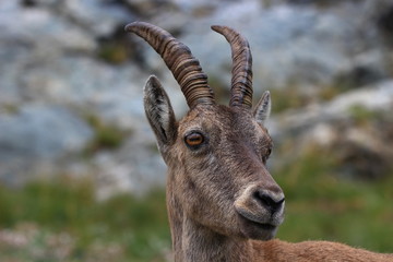 Portrait of female Alpine ibex in Mercantour park (France) in August
