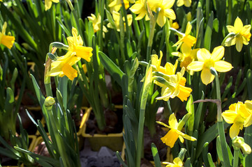 Narzissen im Frühling