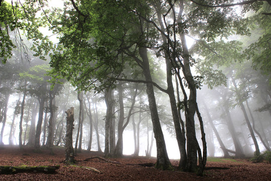 Beech trees in the Iraty forest (Basque country, France, Spain), in the mist of July