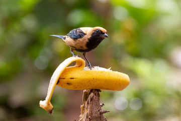 Saíra-amarela - Tangara cayana