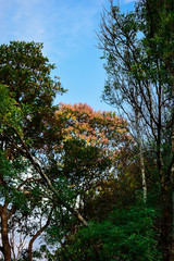 Árbol anaranjado en bosque