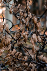 Rama de hojas secas 2