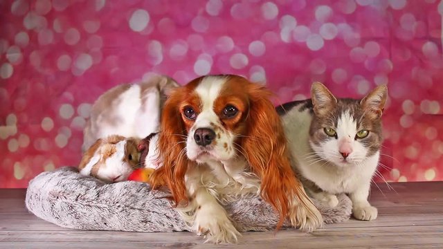 Unexpected friendships Animal Pet Friends Cute Animals Together Dog Cat Lop Rabbit Loves Each Other