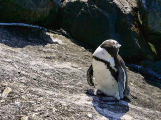 African penguin (Spheniscus demersus) - South Africa