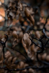 Rama de hojas secas 1