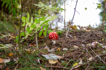 Toadstool in the forest between Laub and Moss in Schoeneck in the Vogtland in Saxony.