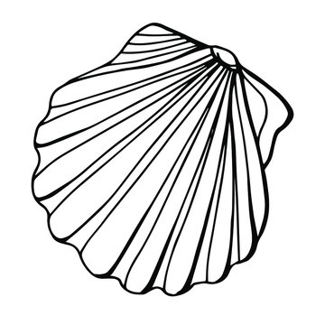 Chlamys shell, Pectinidae. Line art. White background, isolation. Stock illustration.