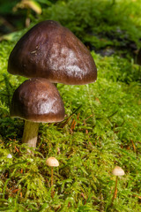 Mushrooms - Big and small growing in moss in an old-growth forest in the Pacific Northwest.
