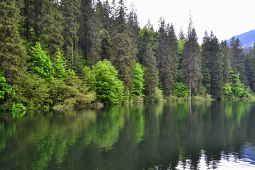 Fototapeta na wymiar panoramic view of the lake and the forests around, Synevyr Lake, Ukraine