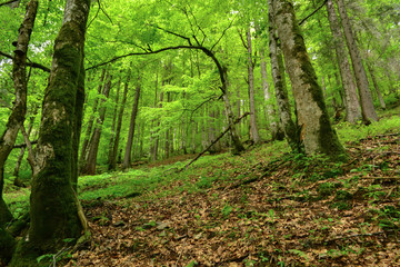 beech forest in the mountains on a sunny summer day, Carpathians, Ukraine