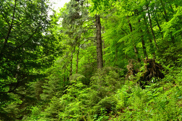 beech forest in the mountains on a sunny summer day, Carpathians, Ukraine