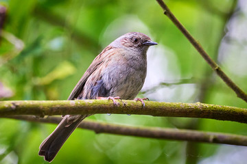 Obraz premium Dunnock (Prunella modularis) Sitting On Branch 