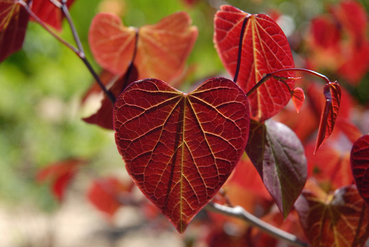 Cercis canadensis Forest Pansy, a Redbud tree with crimson heart shaped leaves in spring